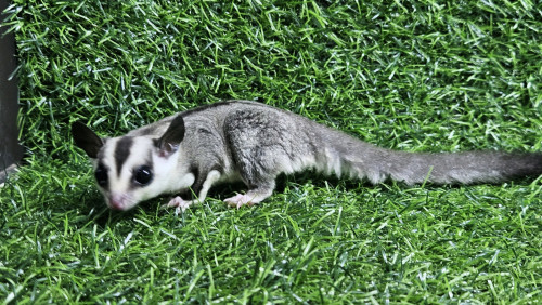 sugar glider