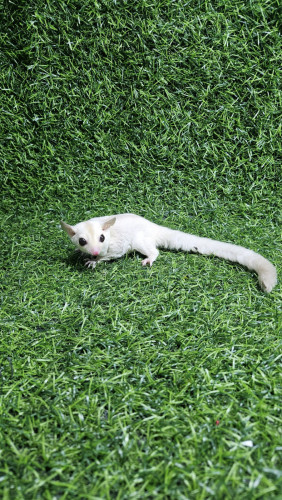 sugar glider