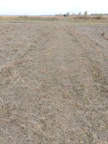 លក់បន្ទាន់ នៅជិតផ្សារ