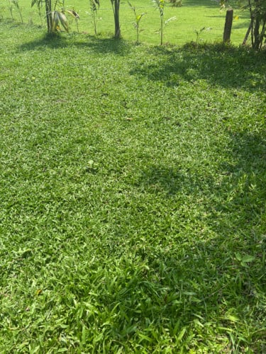 ស្មៅក្រាលសួនធម្មជាតិ