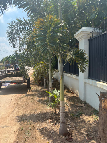 ស្មៅក្រាលសួនធម្មជាតិ