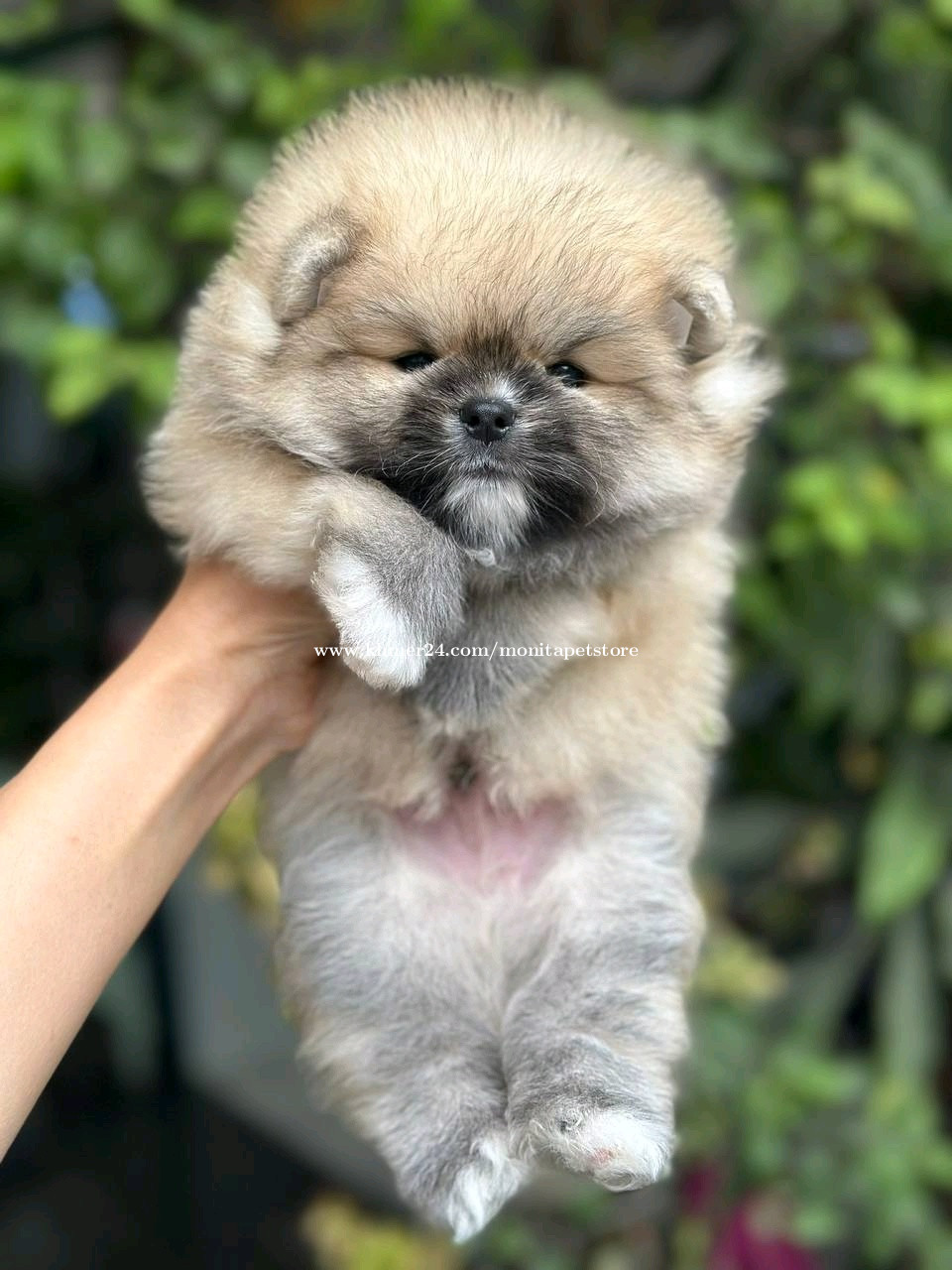 Pom mini vip price $380.00 in Tuek Thla, Saensokh, Phnom Penh, Cambodia ...