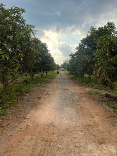 ដីលក់ រឺ ជួល