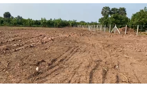 ចុងសន្លឹកយក ប្លង់រឹង