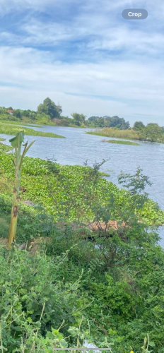 ចុងសន្លឹកយក ប្លង់រឹង