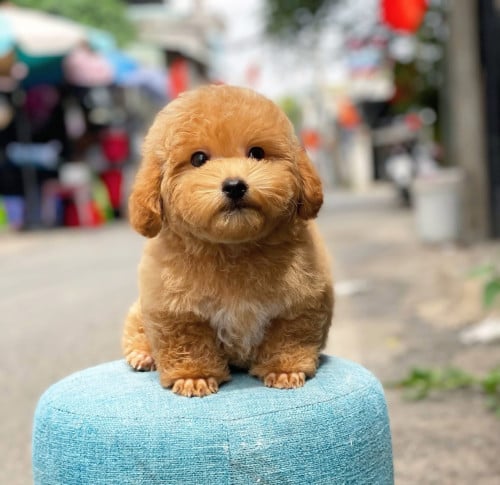 Poodle mini