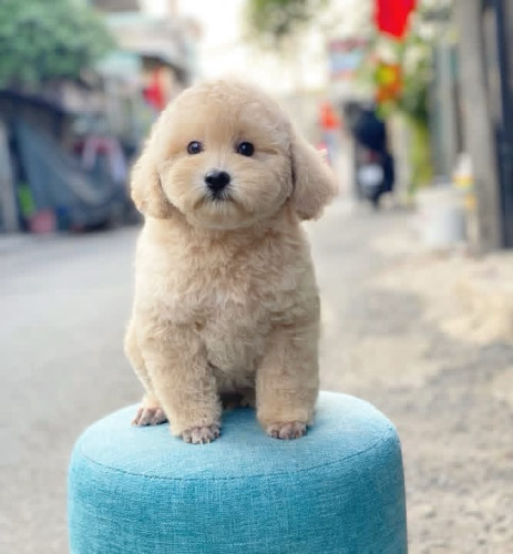 Poodle mini