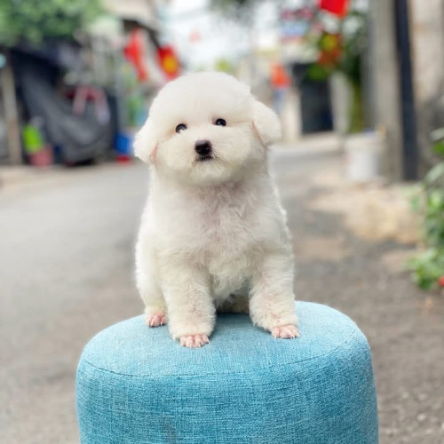 Poodle mini