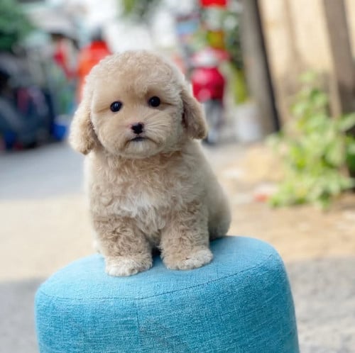 Poodle mini