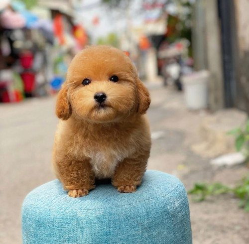 Poodle mini