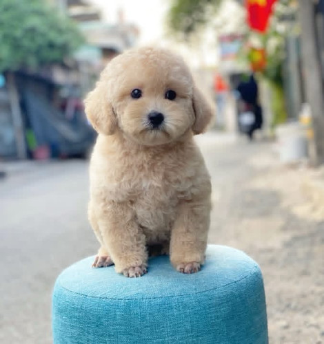 Poodle mini
