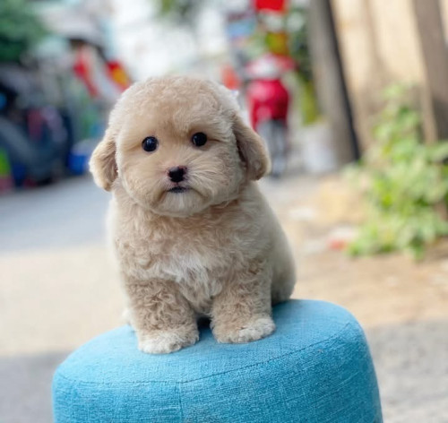 Poodle mini