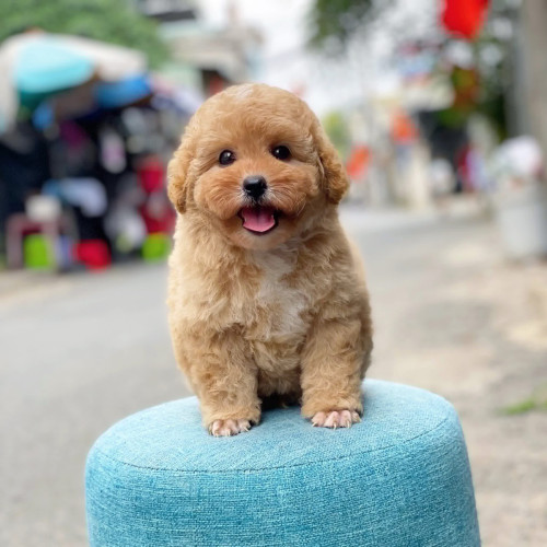 Poodle mini