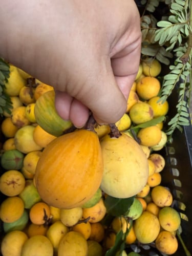 គុយកោះកុង