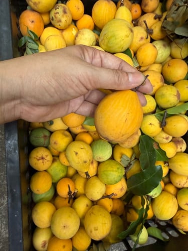 គុយកោះកុង
