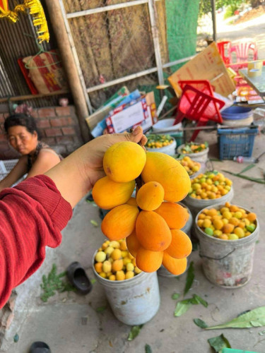 គុយកោះកុង