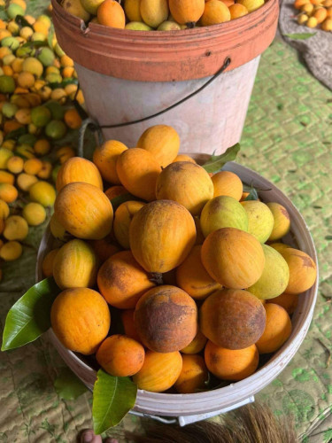 គុយកោះកុង