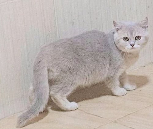 British short hair (high grade big bone)
