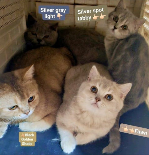 British short hair (high grade big bone)