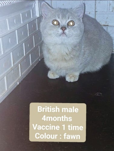 British short hair (high grade big bone)