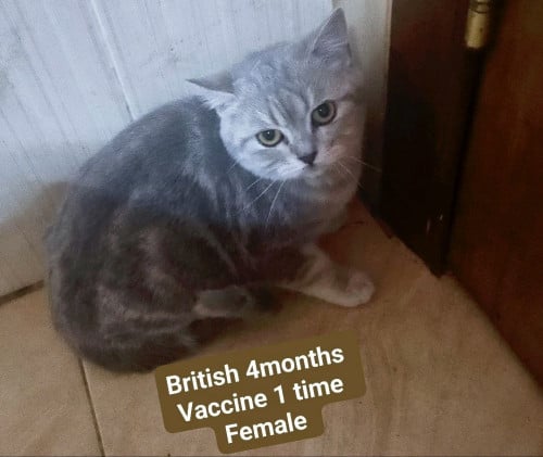 British short hair (high grade big bone)