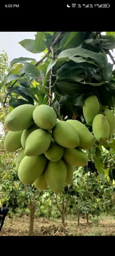 ស្វាយកំពង់ចាមឆ្ងាញ