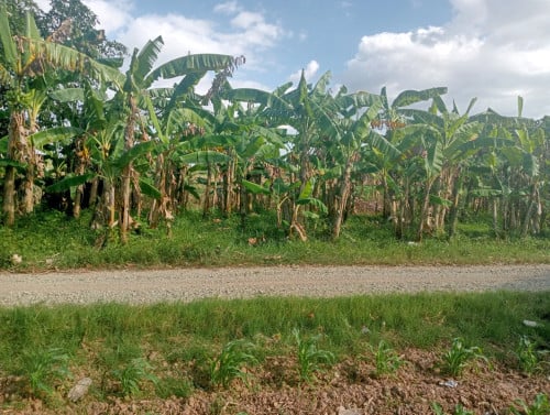 ដីជួលធូៗ