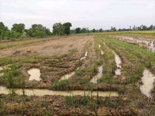 ដីស្រែជាប់ប្រឡាយ 50