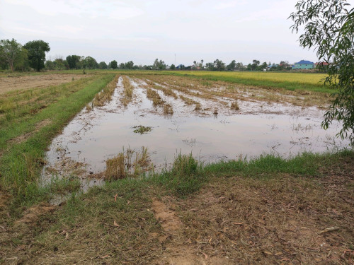 ដីស្រែជាប់ប្រឡាយ 50