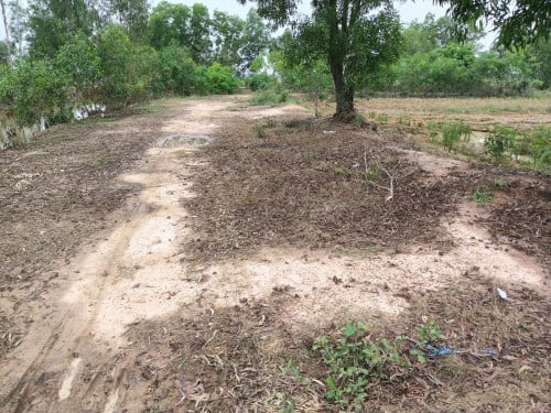 ដីស្រែជាប់ប្រឡាយ 50