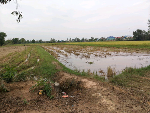 ដីស្រែជាប់ប្រឡាយ 50
