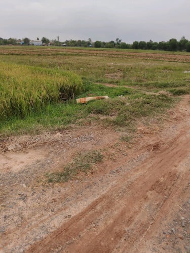 ដីស្រែជាប់ប្រឡាយ 50