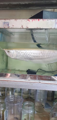នាគAbino ត្រីនាគប្រាក់
