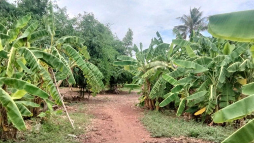 ដីសម្រាប់លក់ជាប់ទន្លេមេគង្គទេសភាពស្អាត់ខ្យល់អាកាសបរិសុទ្ធ