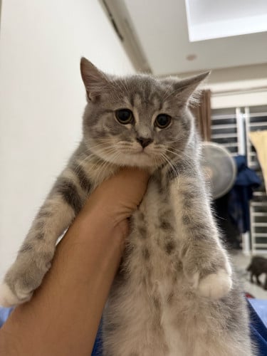 British shorthair female