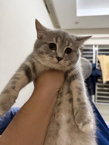 British shorthair female