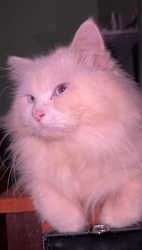 Persian Cat