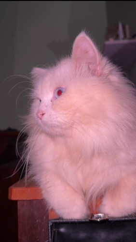 Persian Cat