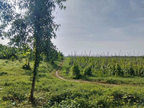 ដីសម្រាប់លក់