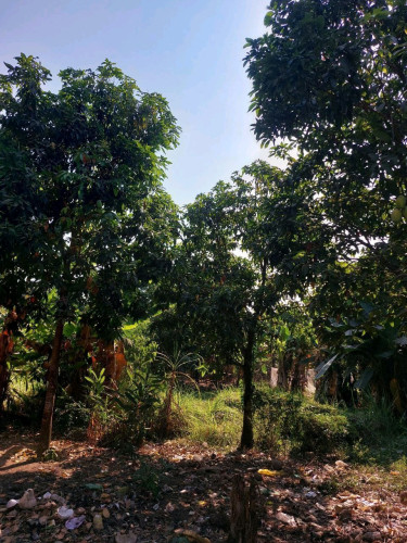 ដីទន្លេលក់បន្ទាន់