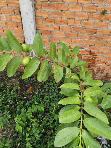 ដីទន្លេលក់បន្ទាន់