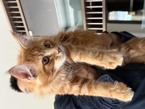ពូជឆ្មាសុទ្ធ Maine Coon