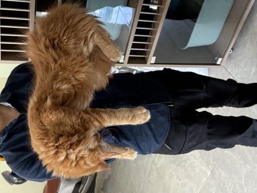ពូជឆ្មាសុទ្ធ Maine Coon