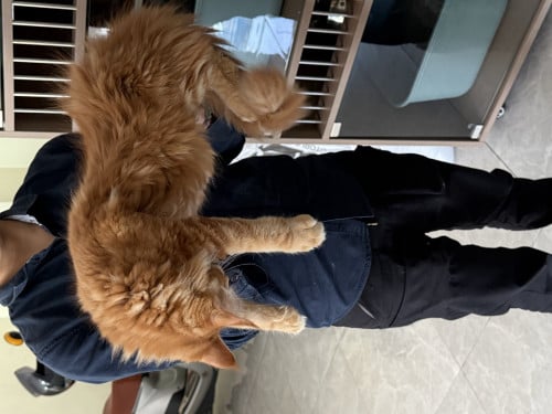 ពូជឆ្មាសុទ្ធ Maine Coon