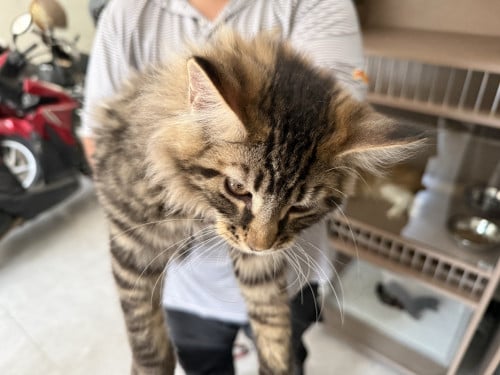 ឆ្មាពូជសុទ្ធ Maine Coon គុណភាពល្អ​ 🐱