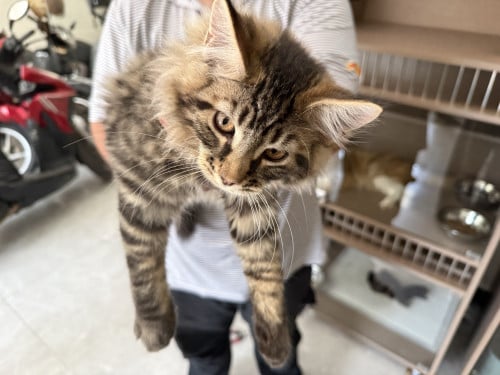 ឆ្មាពូជសុទ្ធ Maine Coon គុណភាពល្អ​ 🐱