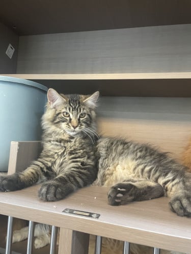 ឆ្មាពូជសុទ្ធ Maine Coon គុណភាពល្អ​ 🐱
