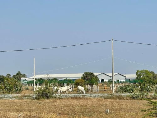 ដី​លក់​បន្ទាន់​ 15m x 20m (300m²)