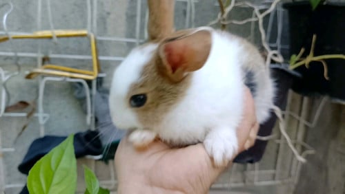 កូនទន្សាយ cute ឆ្លាត លំអរសួន ចំការ តាមគេហដ្ឋាន telegram 098476868