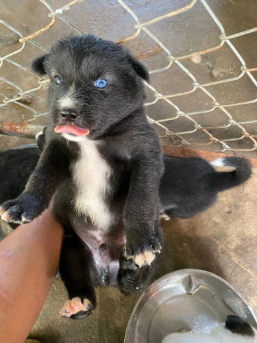 កូនកាត់ husky